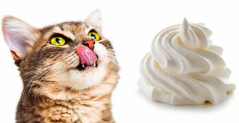 can cats have whipped cream