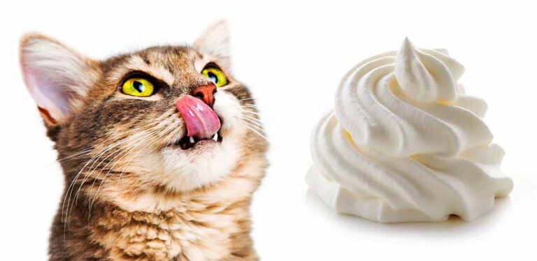 can cats have whipped cream