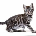 blue bengal cat