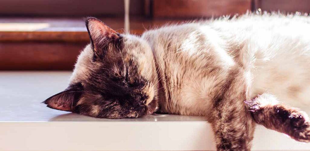 tortie point siamese