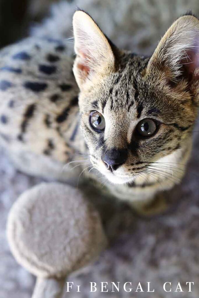 Variety — Pet Bengals