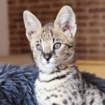 f1 bengal cat