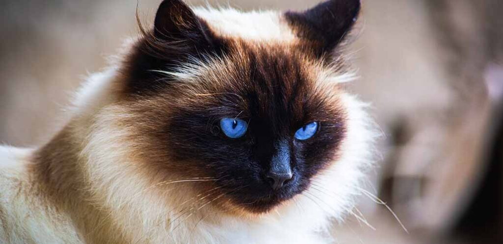 himalayan ragdoll cat
