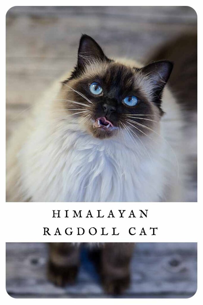himalayan ragdoll cat