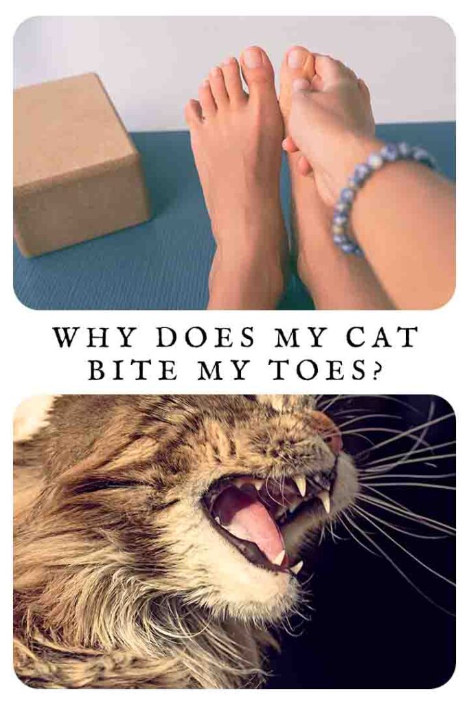 why does my cat bite my toes