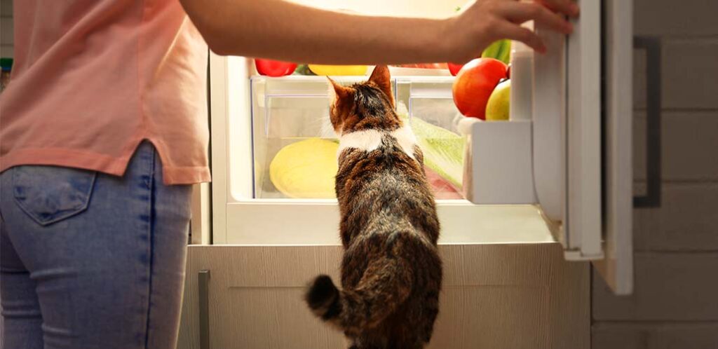 la nourriture humide pour chat doit-elle être réfrigérée