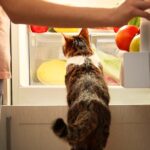 does wet cat food need to be refrigerated