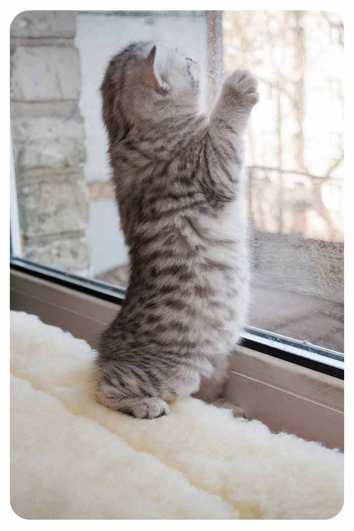 Are Cat Window Perches Safe?