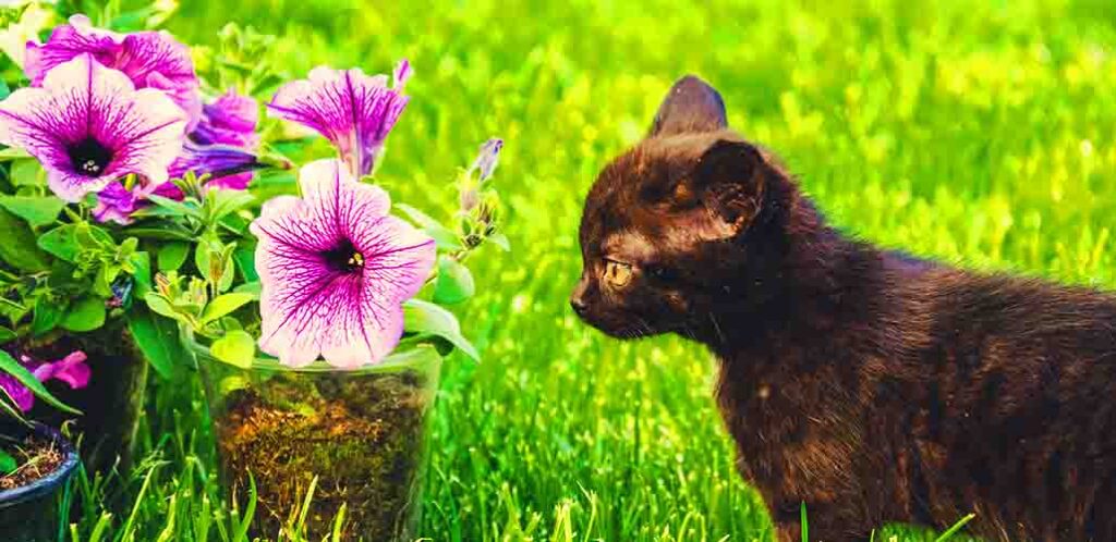 are petunias poisonous to cats