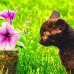are petunias poisonous to cats