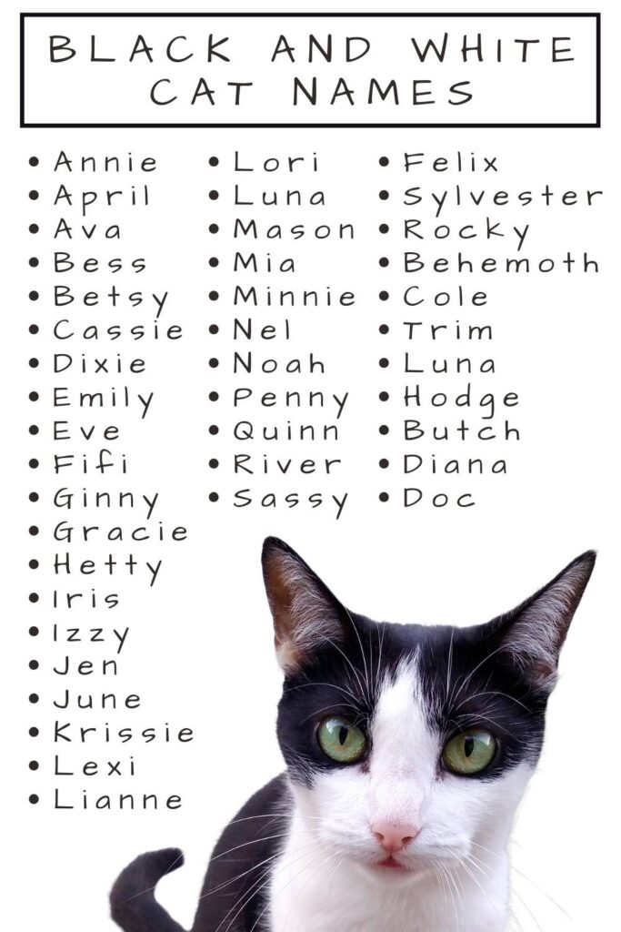 photo of a black and white cat on a white background with a list of cat names