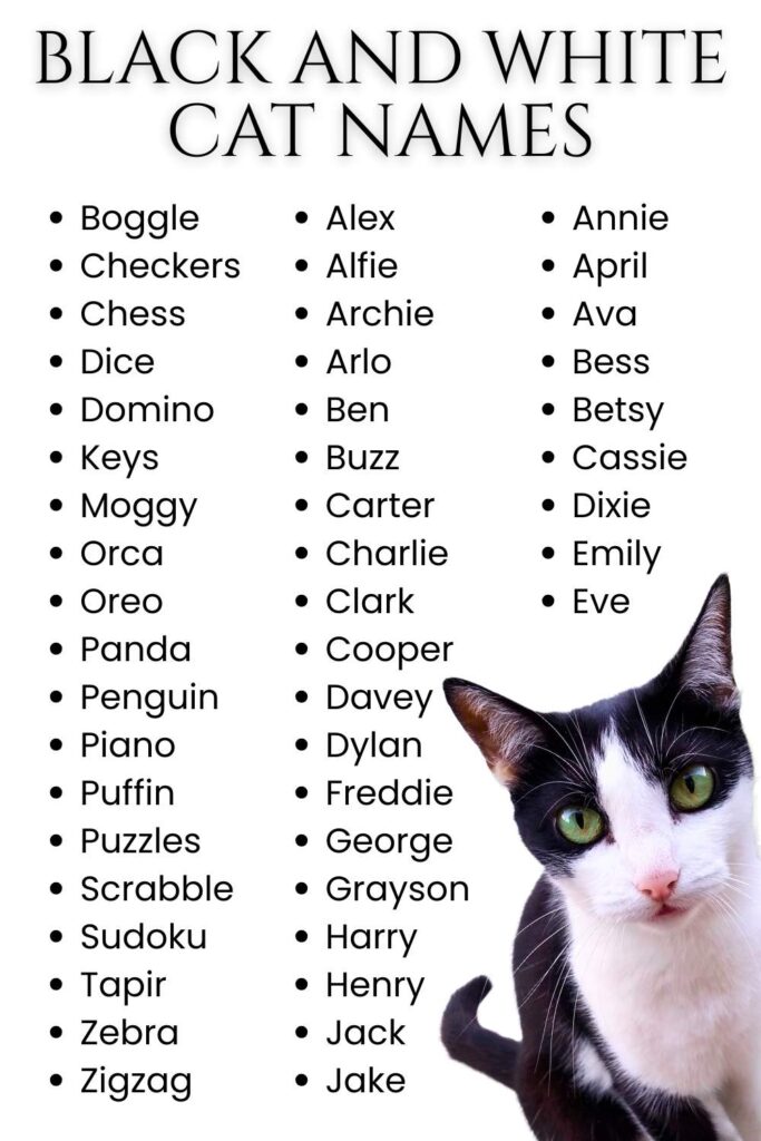 photo of a black and white cat with lists of names in the background