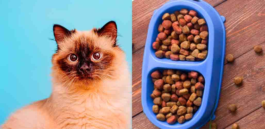 Can A 10 Month Old Kitten Eat Cat Food can-a-10-month-old-kitten-eat-cat-food
