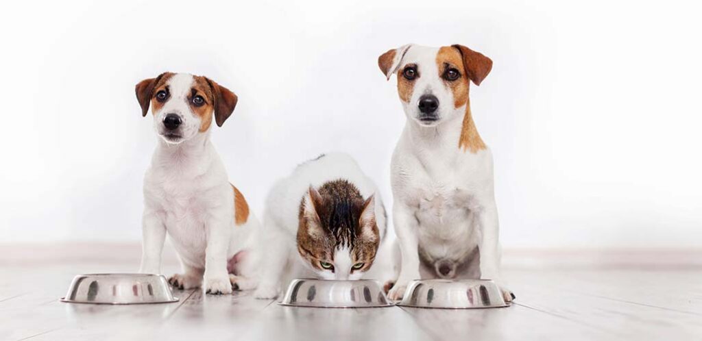 can cats eat dog food in an emergency