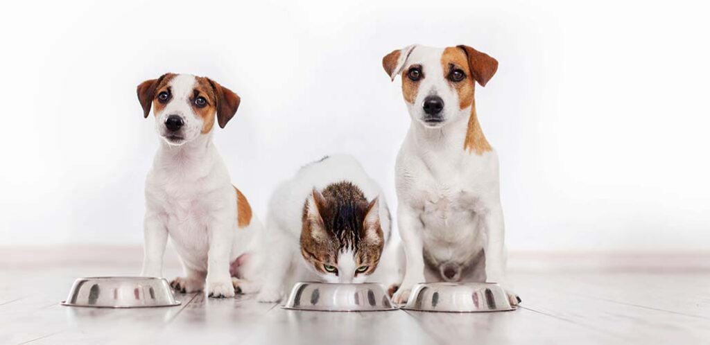 Can Cats Eat Dog Food In An Emergency 