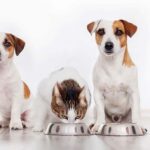 can cats eat dog food in an emergency