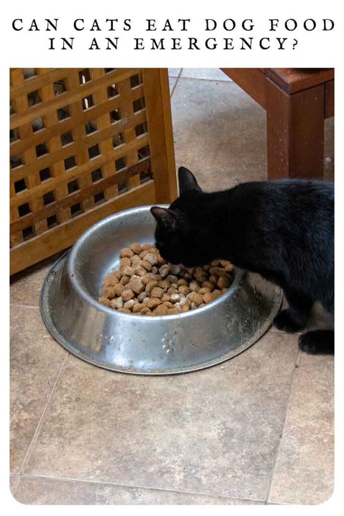 can cats eat dog food in an emergency