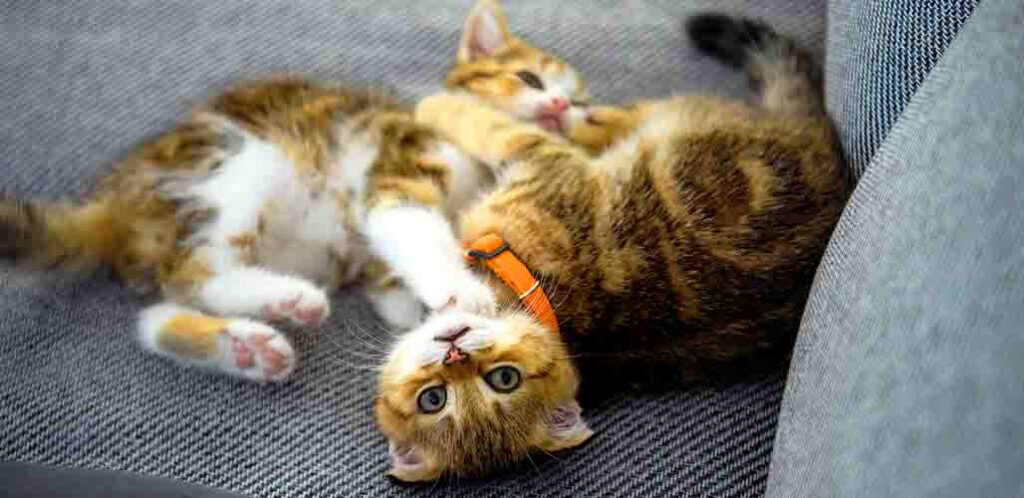 can cats have play dates
