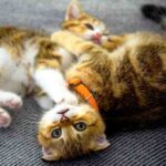 can cats have play dates