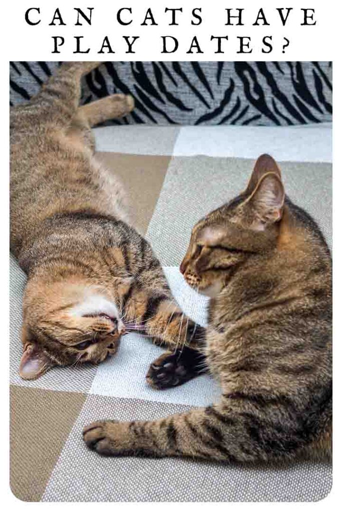 can cats have play dates