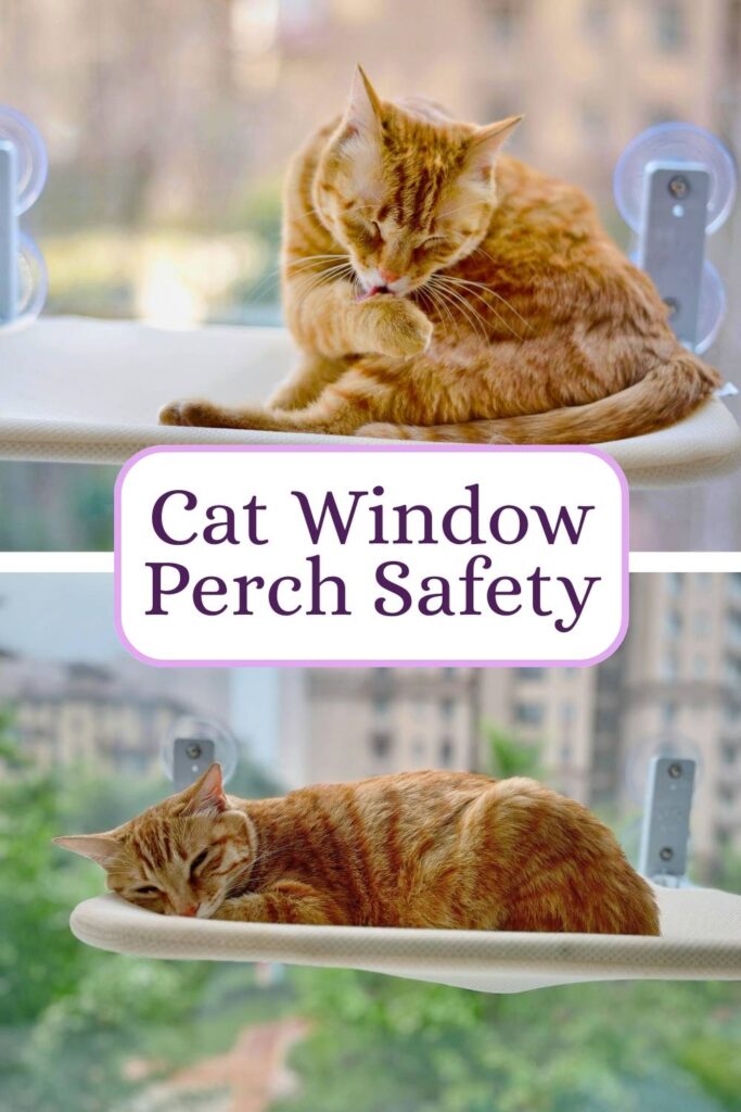 photo of cats sitting on window perches