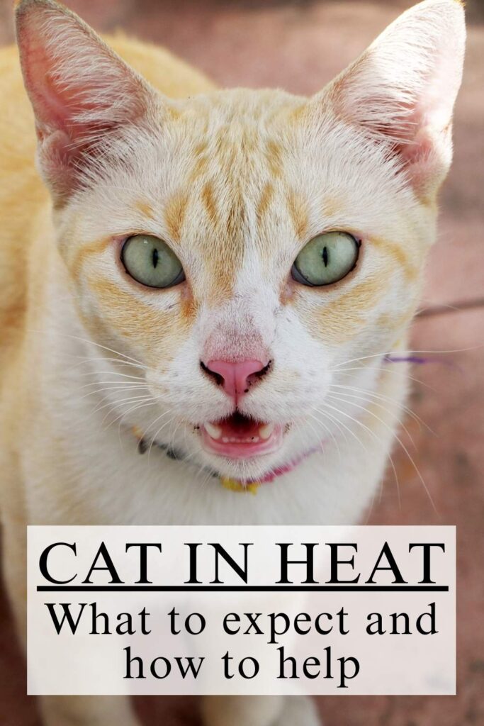 photo of a pretty orange and white cat with text overlay that reads: Cat In Heat