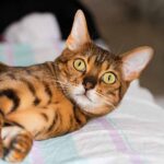 do bengal cats shed