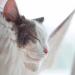 do cats sleep more when it rains