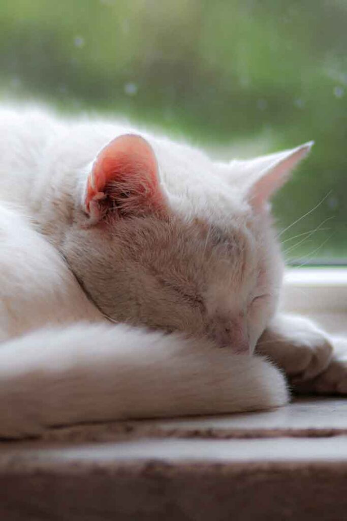 do cats sleep more when it rains