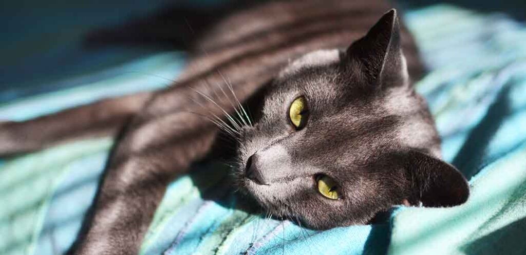 do russian blue cats shed