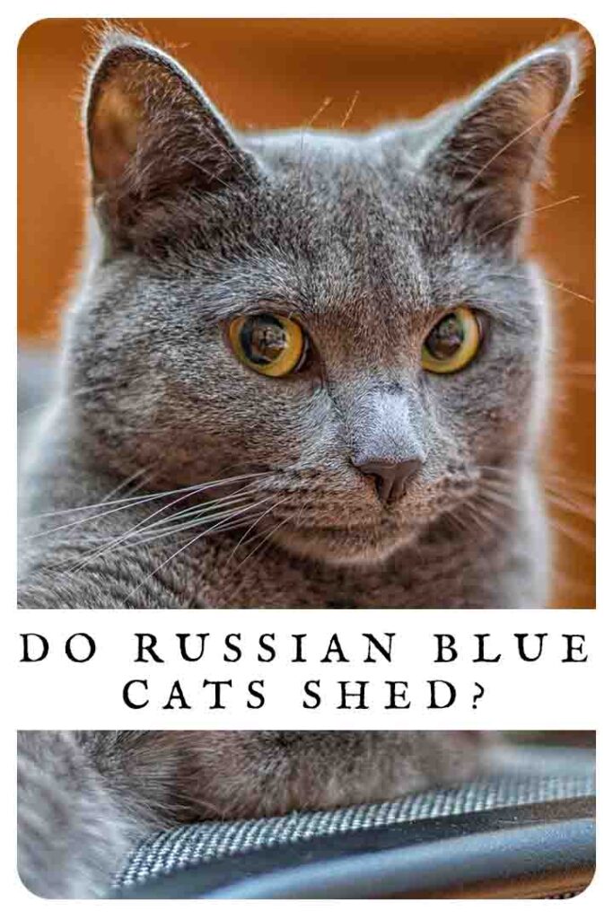 do russian blue cats shed