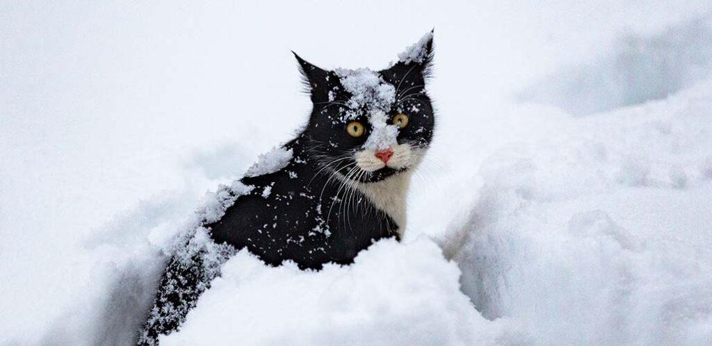 do cats feel the cold in winter