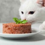 do cats like warm food