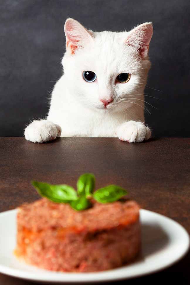 do cats like warm food
