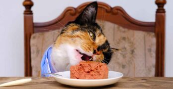 how much protein should a senior cat eat