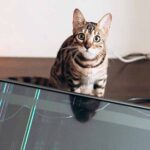 how to stop cat from jumping on the tv