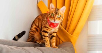 how to stop cats from peeing on furniture