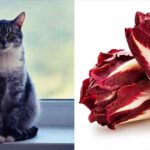 is chicory toxic to cats