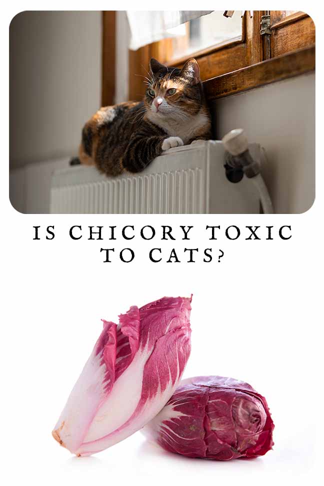 is chicory toxic to cats