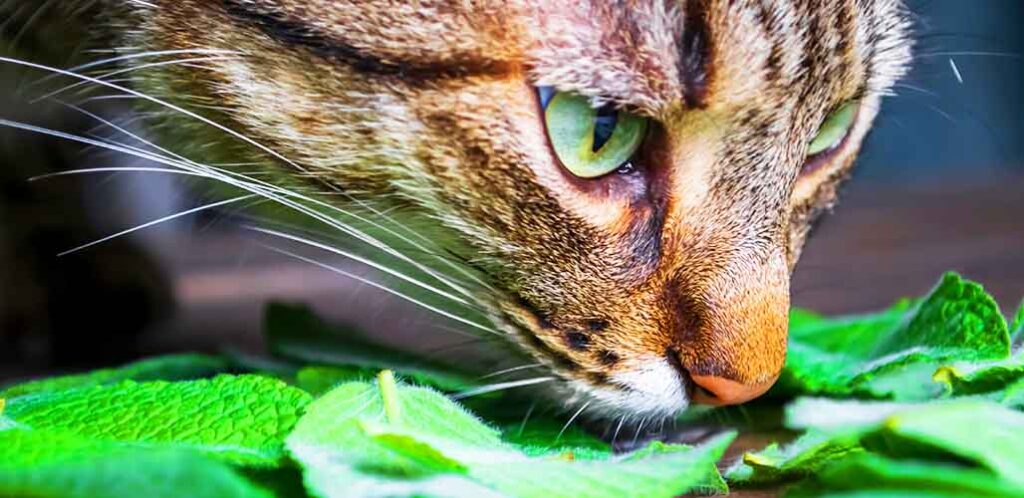 is mint bad for cats