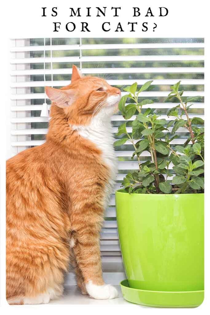 is mint bad for cats