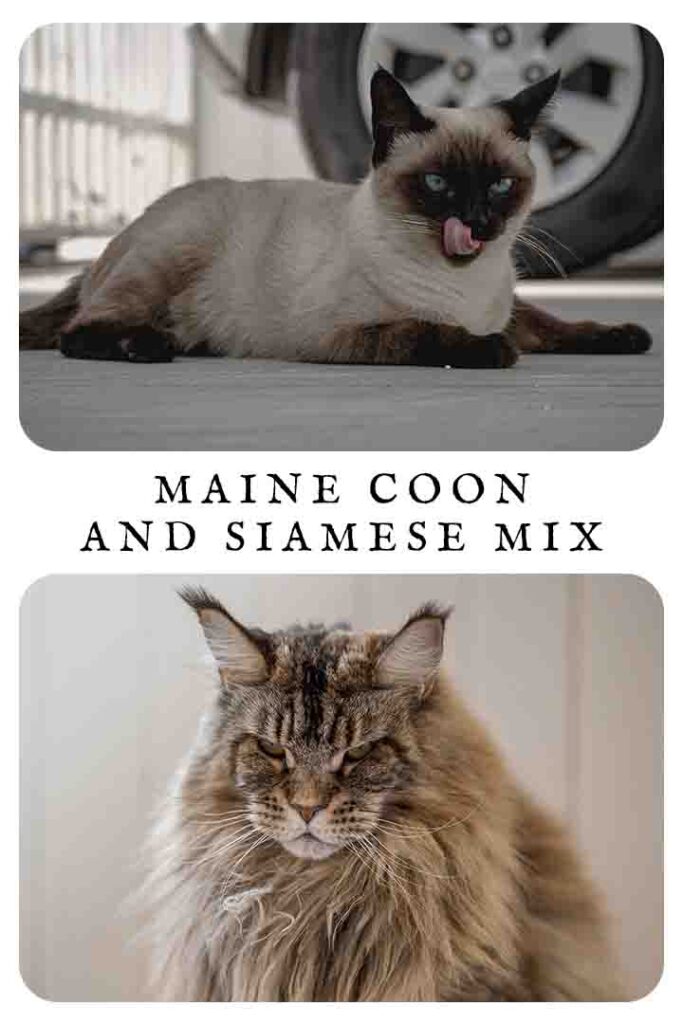 maine coon and siamese mix