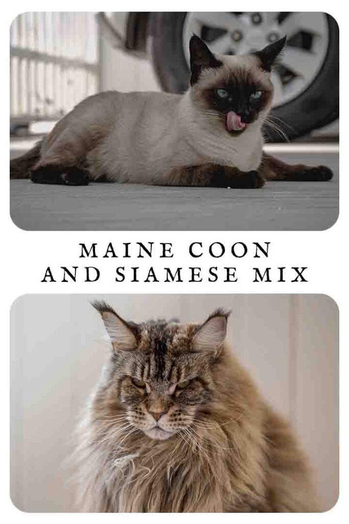Maine Coon And Siamese Mix Traits