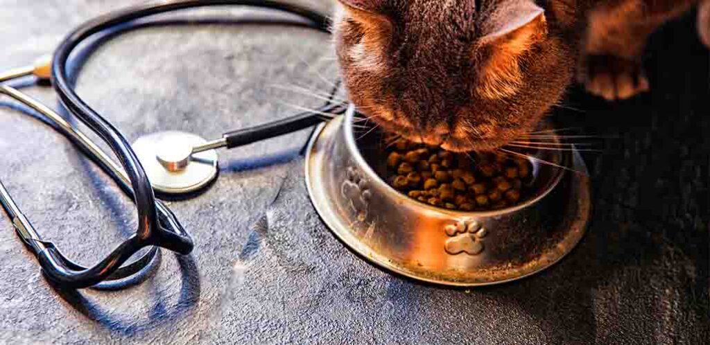 what to feed a sick cat that won't eat