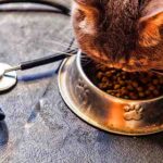 what to feed a sick cat that wont eat