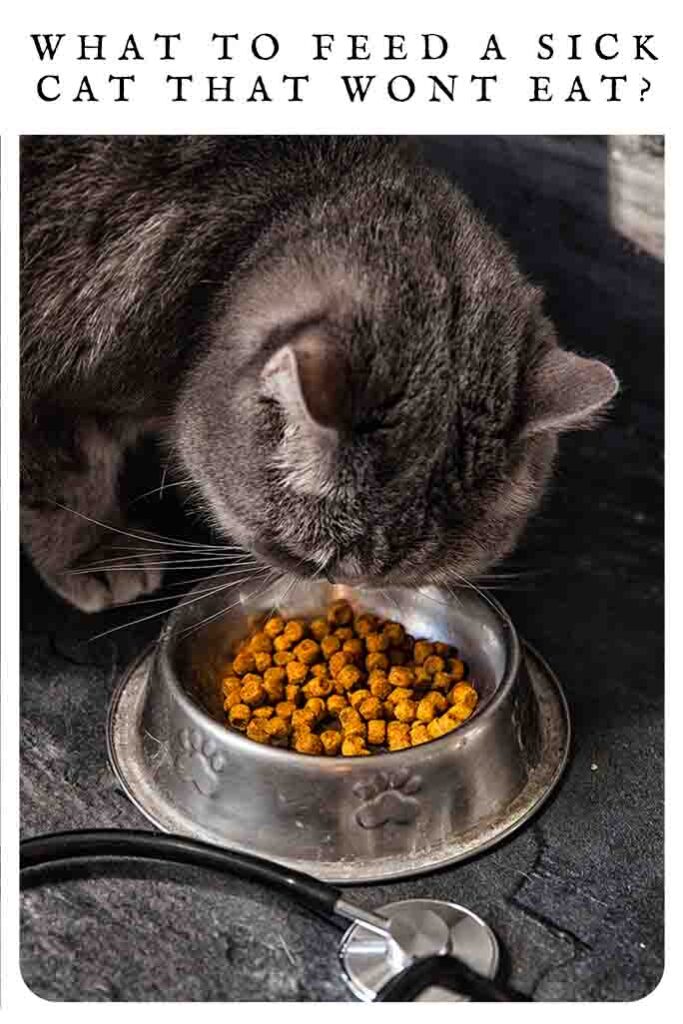 what to feed a sick cat that won't eat