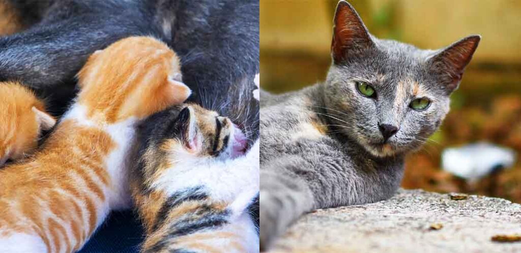 when can my cat go outside after giving birth