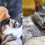 when can my cat go outside after giving birth