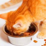 when to switch from kitten to cat food