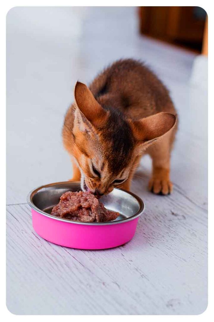 when to switch from kitten to cat food